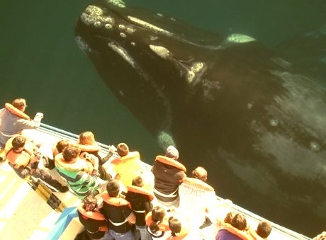 Whale Watching, San Diego, California 