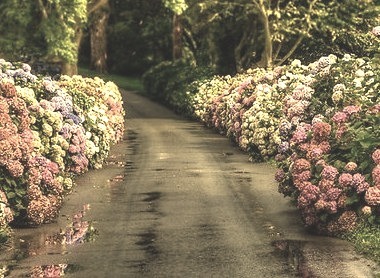 Flowered Lane, Yorkshire, England