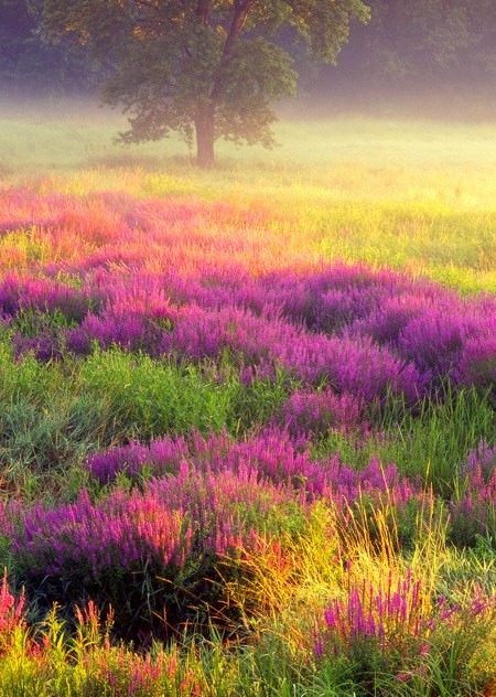 Loosestrife, Troy Meadows, New Jersey