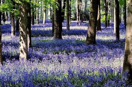 Bluebell Forest, Coton Manor, England