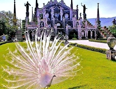 White Peacock, Tuscany,  Italy