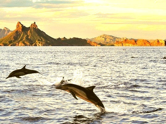 Dolphins at Tetakawi in Sonora, Mexico