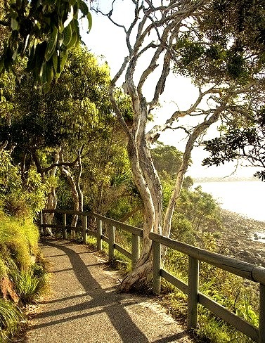 Walkway in Noosa National Park, Queensland, Australia
