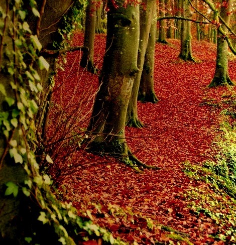 Red Forest, Dublin Ireland 