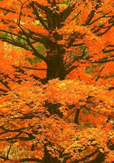 Tree of Orange, Sterling, Massachusetts