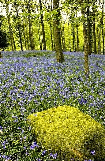 Moss covered rock and bluebells in Forest of Dean, Gloucestershire, England