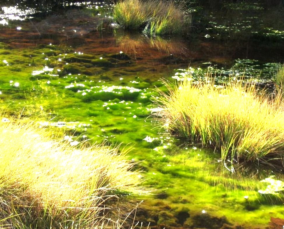 I found this marsh in the middle of the forest when I was hiking, loved the colour so I took a picture :)