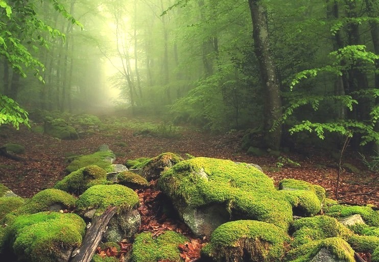 Magical Forest, France