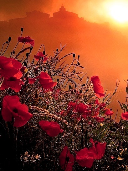 Poppy Field Sunset, Provence, France