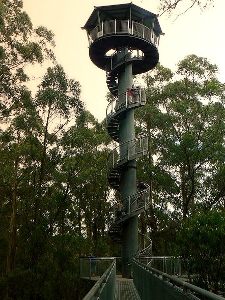 Otway Fly Treetop Walk in Victoria, Australia